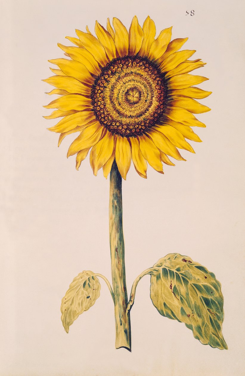 Slunečnice nebo Helianthus, z 