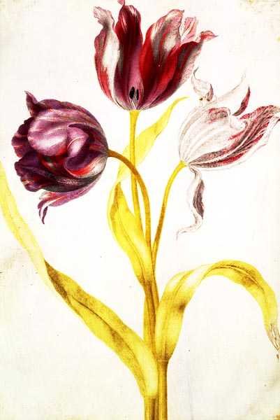 Tulipány, asi 1675 (kvaš na pergamenu) od Nicolas Robert