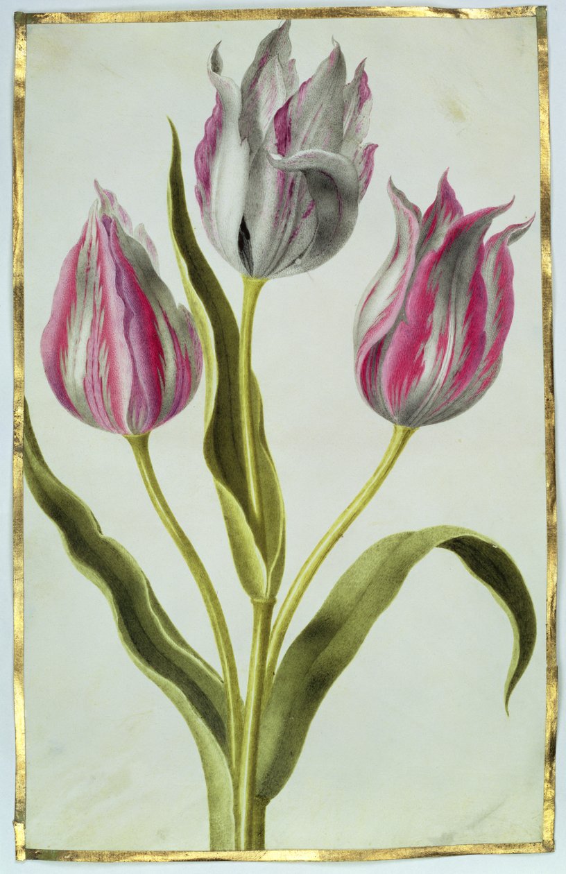 Tulipány, cca 1675 (kvaš na pergamenu) od Nicolas Robert