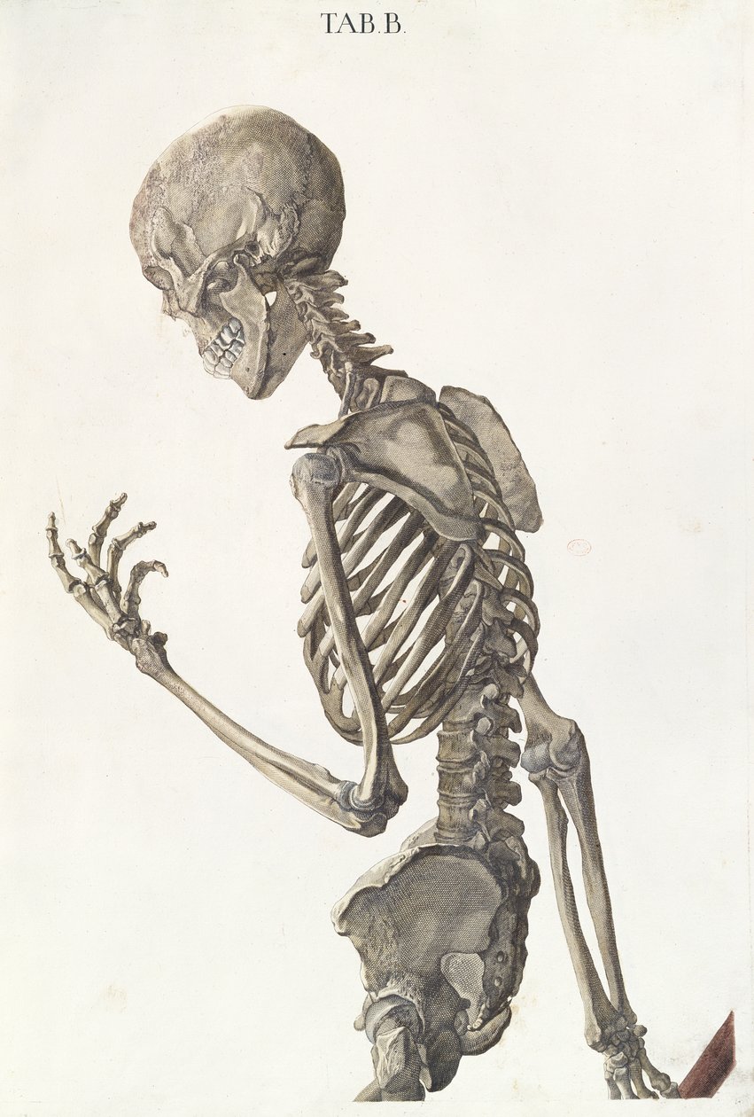 Kosti kostry, z Tabulae Osteologicae od Christopha Jacoba Trewa (1695-1769), vyryl G. Lichtensteger, 1740 od Nikolaus Friedrich Eisenberger