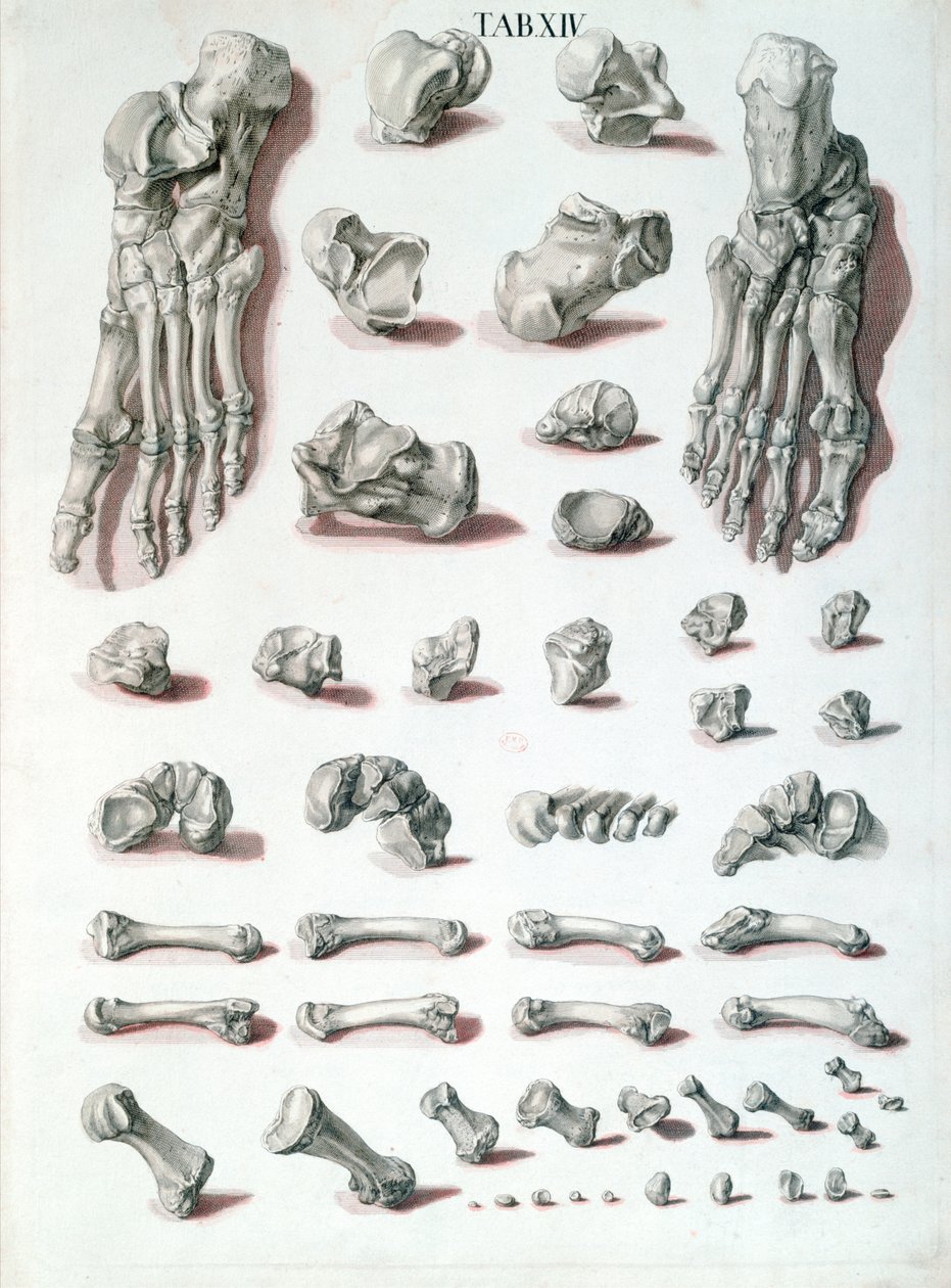 Kosti nohy, z Tabulae Osteologicae od Christopha Jacoba Trewa (1695-1769), vyryto G. Lichtenstegerem, 1767 od Nikolaus Friedrich after Eisenberger