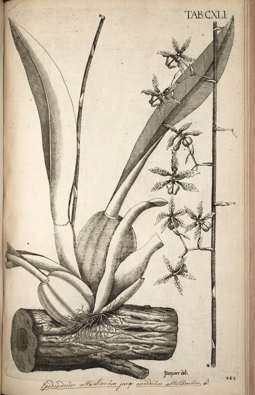 Ilustrace Oncidium abruptum (jako syn. Epidendrum altissimum Jacq) od Nikolaus Joseph von Jacquin