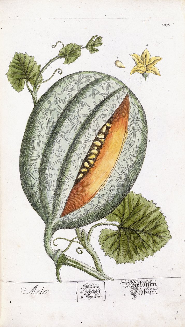 Meloun, kolem 1750-1765 od Nikolaus Friedrich Eisenberger