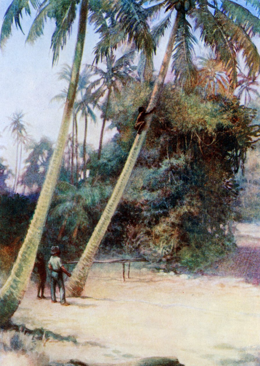 Lezení po zelených kokosových ořeších, 1908 od Norman Hardy