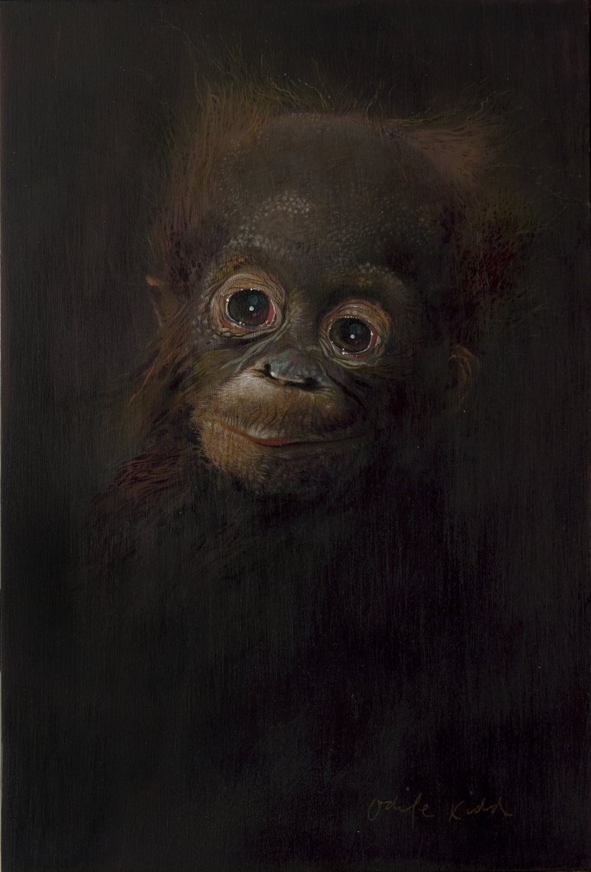 Mládě orangutana 1, 2009 (akryl na dřevě) od Odile Kidd