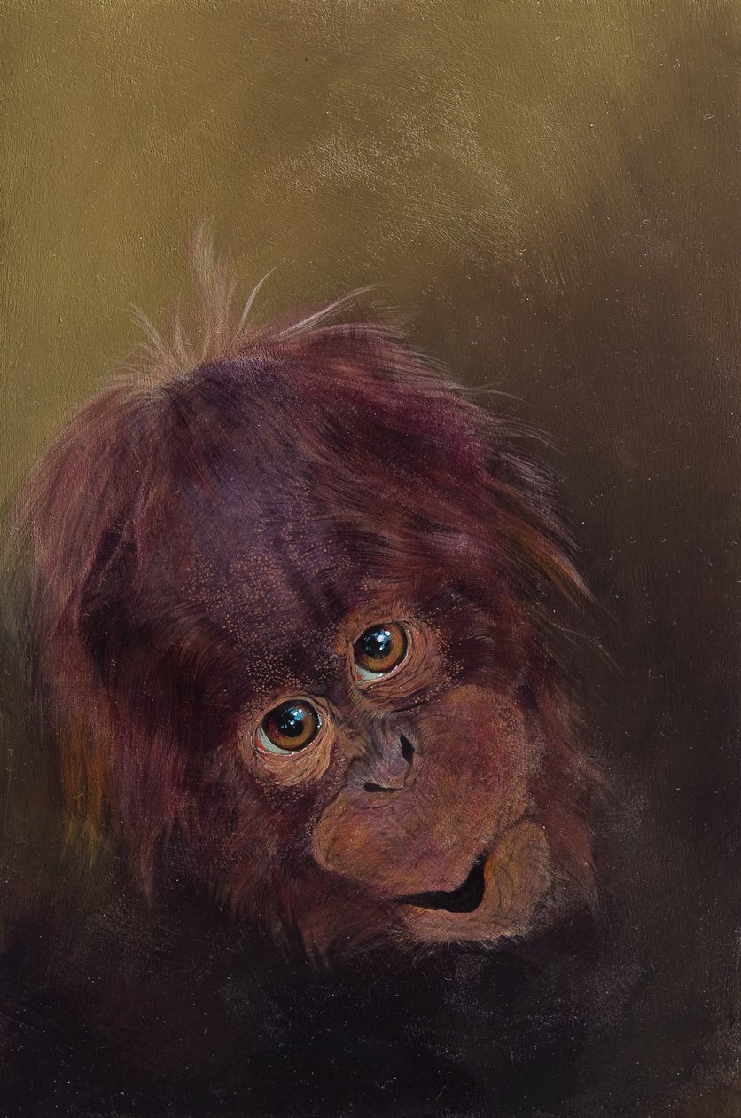 Mládě orangutana 2, 2010 (akryl na dřevě) od Odile Kidd