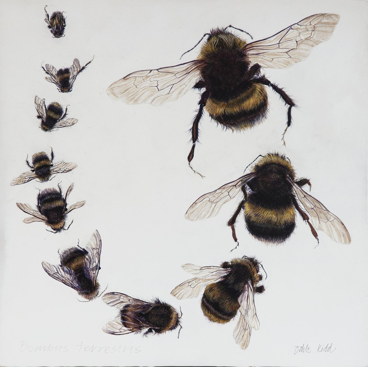 Bombus, 2015 (akryl na dřevěném podkladu) od Odile Kidd
