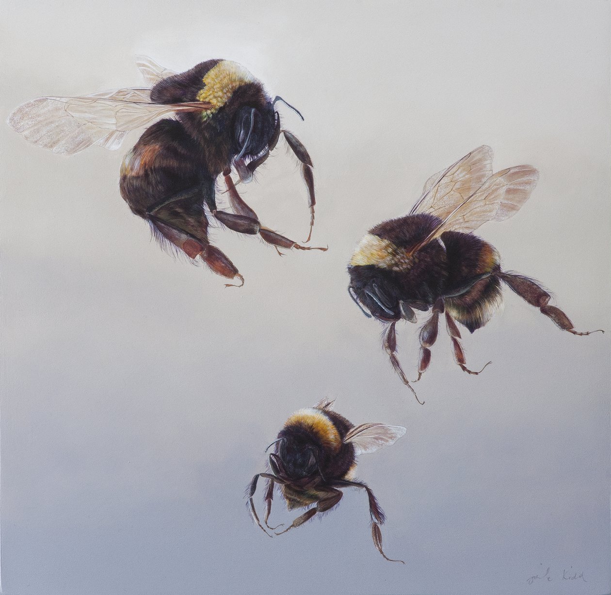 Bombus flight 1, 2011 (akryl na dřevě) od Odile Kidd