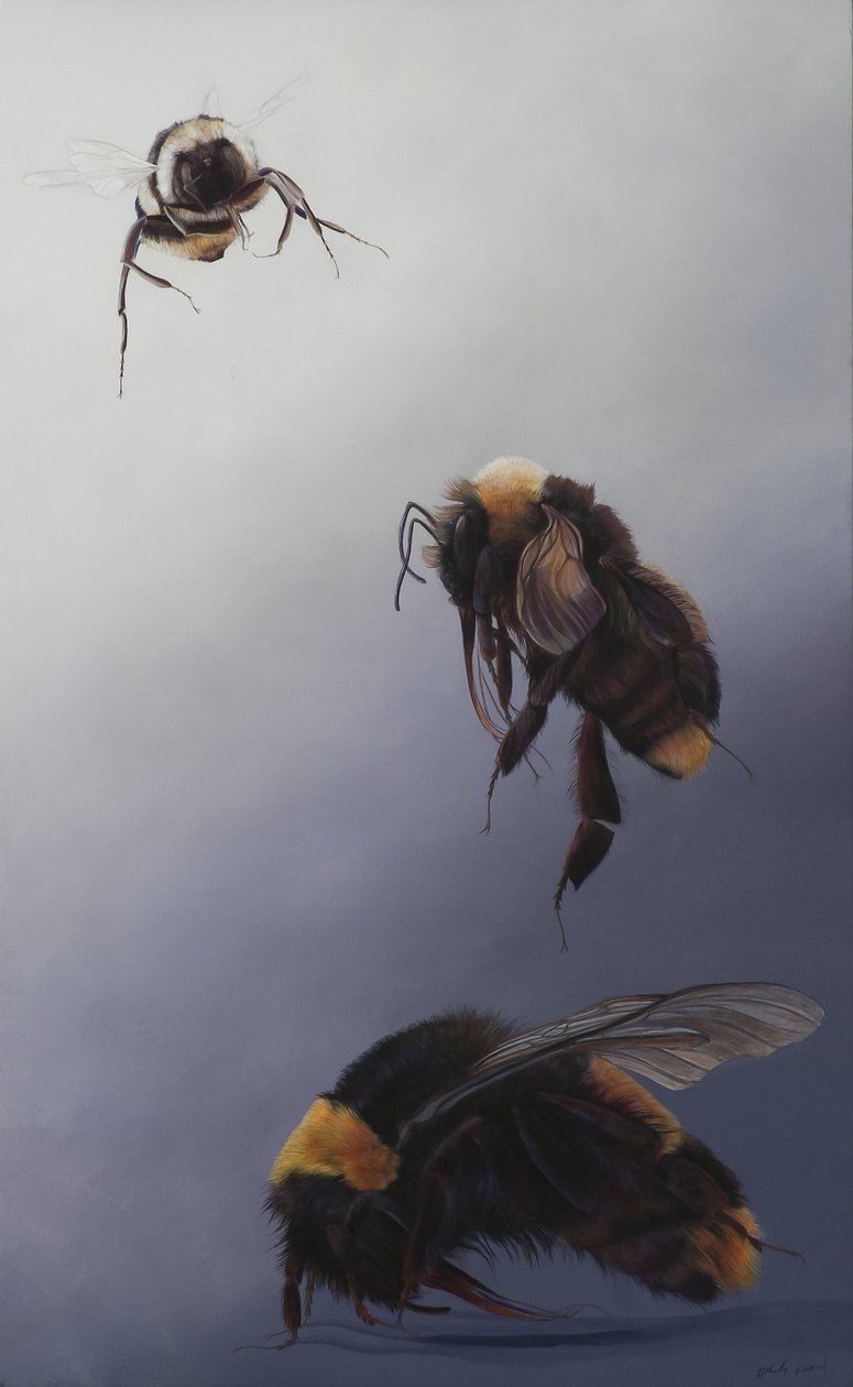 Bombus flight 2, 2011 (akryl na dřevě) od Odile Kidd