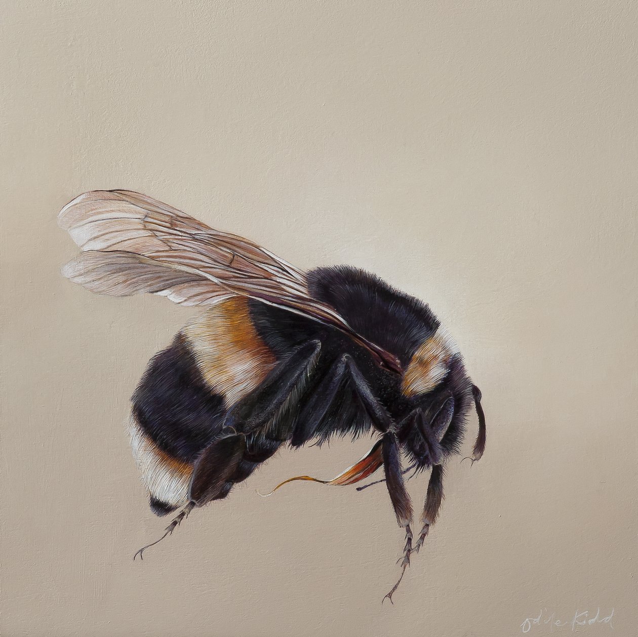 Bombus terrestis 8, 2013 (akryl na dřevě) od Odile Kidd