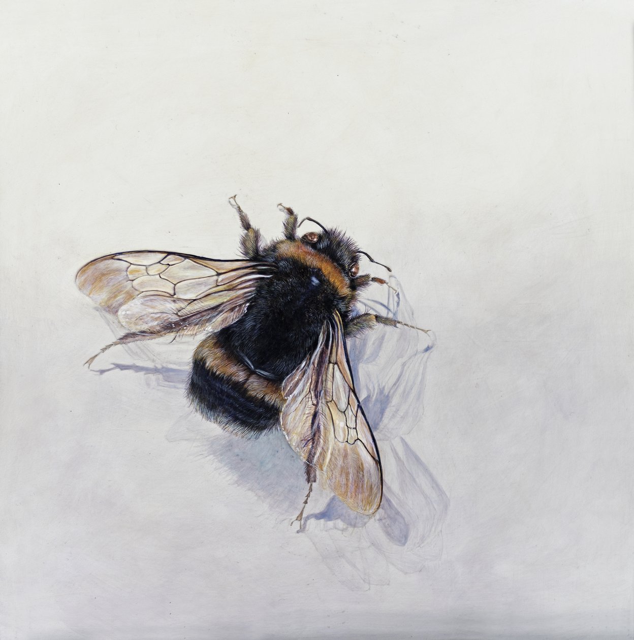 Bombus terrestris 11 (akryl na dřevě s gesso) od Odile Kidd