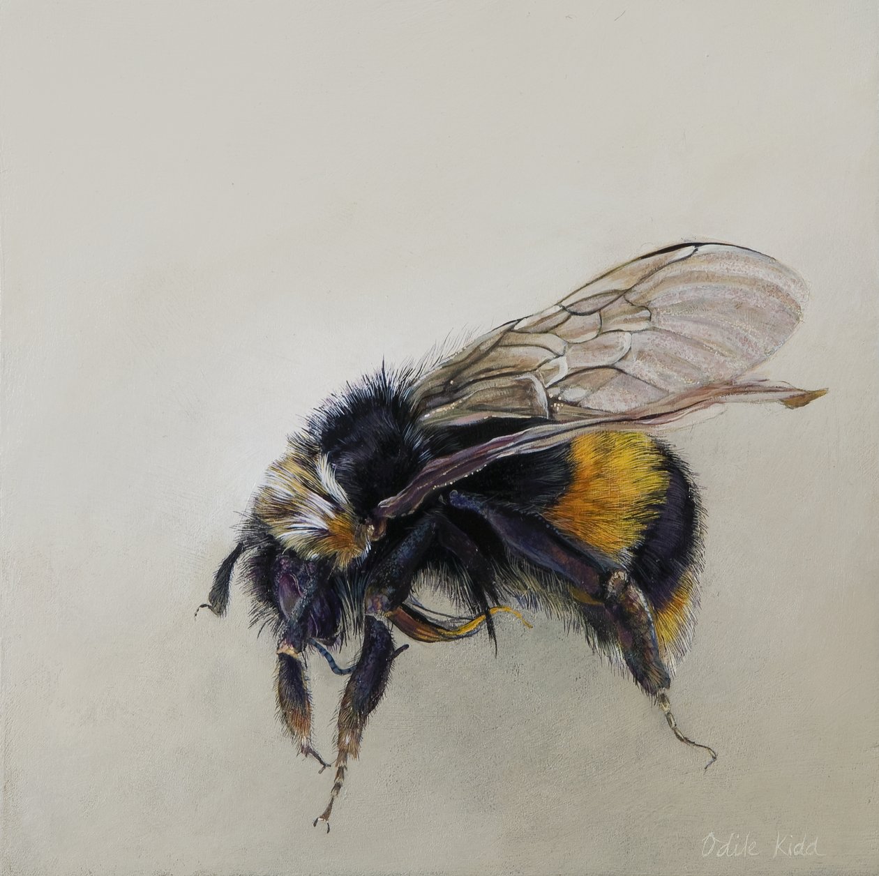 Bombus terrestris 1 (a), 2008 (akryl na dřevě) od Odile Kidd