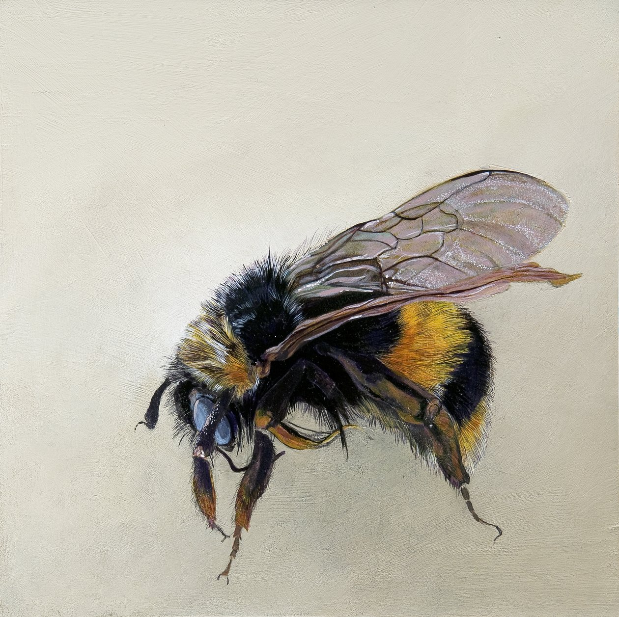 Bombus terrestris 1 (b), 2008 (akryl na dřevě) od Odile Kidd