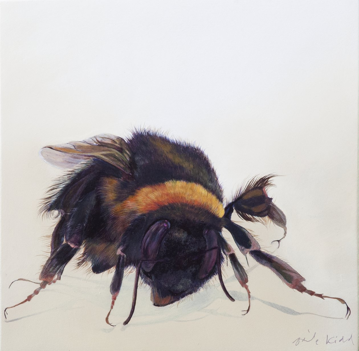 Bombus terrestris 9, 2013 (akryl na dřevě) od Odile Kidd