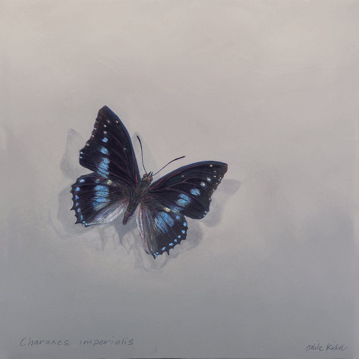 Charaxes imperialis 1 (b), 2014 (akryl na dřevě) od Odile Kidd