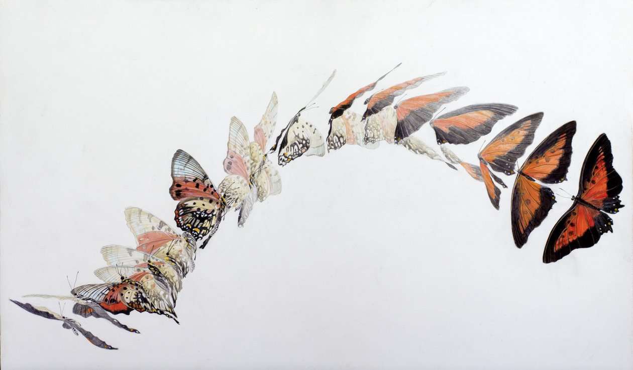 Charaxes zingha letový vzor, 2016 (akryl na dřevě s gesso) od Odile Kidd