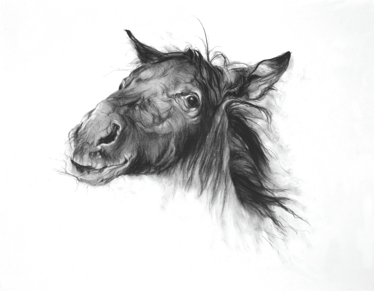 Colt, 2002 (uhel na papíře Fabriano) od Odile Kidd