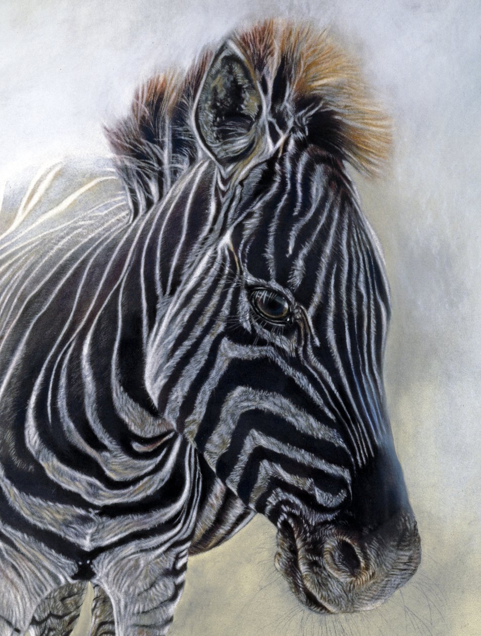 Equus burchelli 1 (detail), 2009 (uhel, konte a křídový pastel na bockingfordském papíře) od Odile Kidd