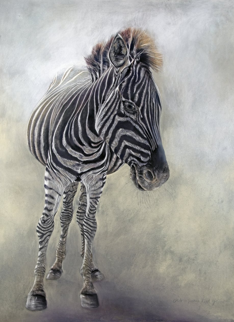 Equus burchelli 1, 2009 (uhel, konte a křídový pastel na bockingfordském papíře) od Odile Kidd