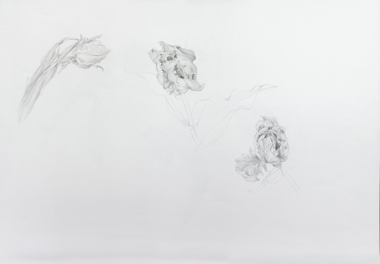 Estella rijnveld 1, 2013 (tužka na křídovém papíře) od Odile Kidd