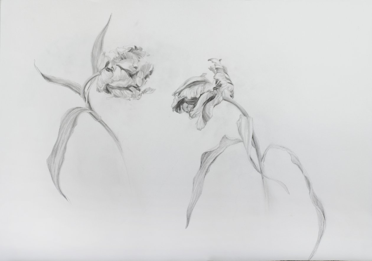 Estella rijnveld 3, 2017 (tužka na křídovém papíře) od Odile Kidd