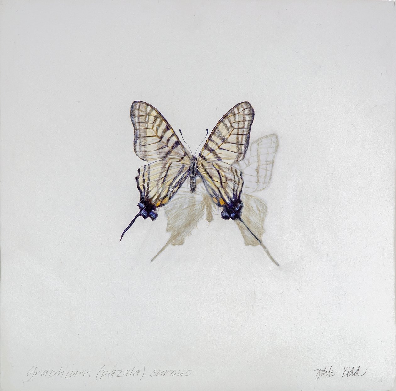 Graphium (Pazala) eurosus, 2014 (akryl na dřevě s gesso) od Odile Kidd