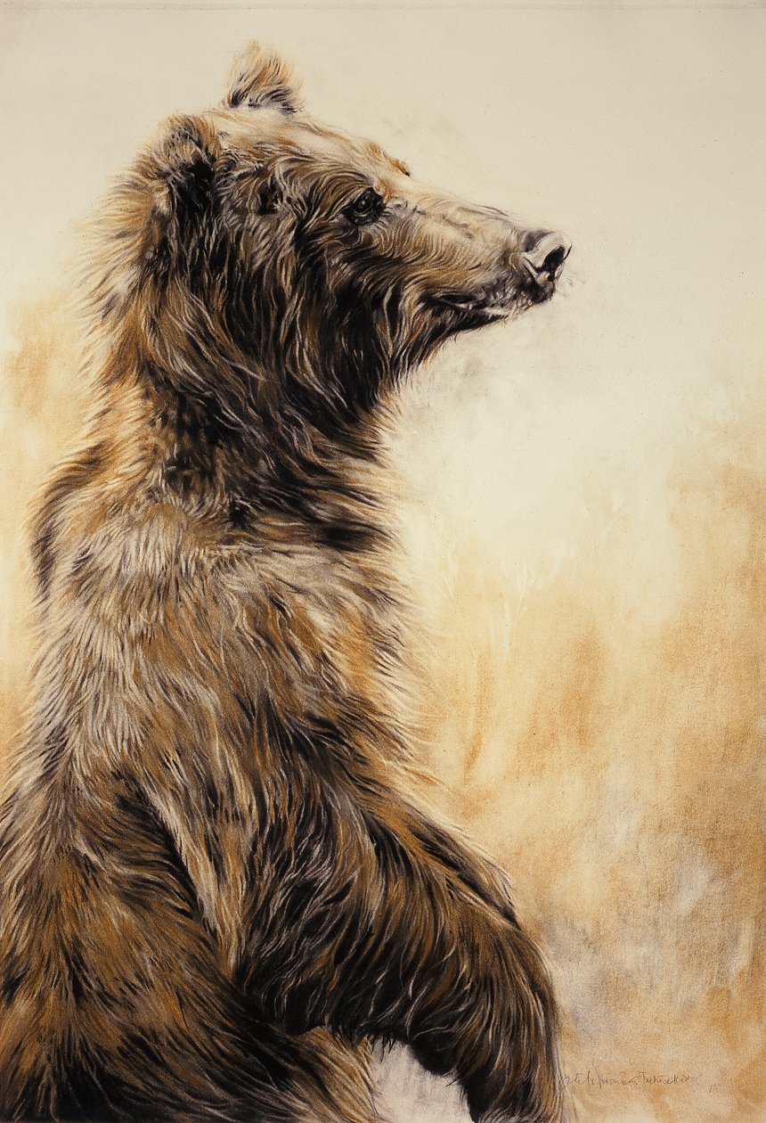 Medvěd grizzly 2, 2002 (uhlová tužka, uhel a křída) od Odile Kidd