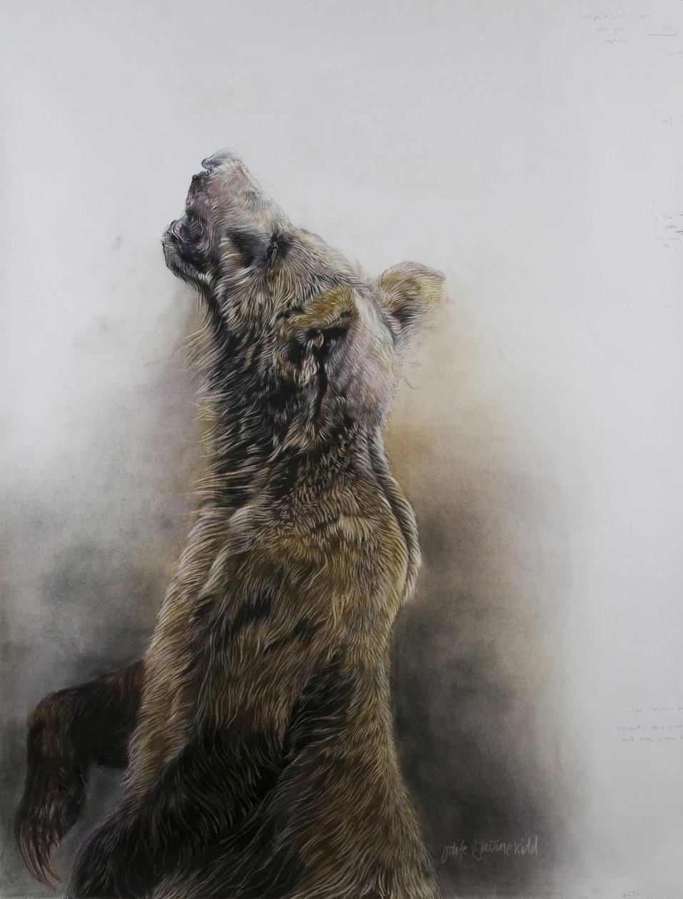 Medvěd grizzly 3, 2009 (uhel, conte a křídový pastel na papíře Fabriano) od Odile Kidd