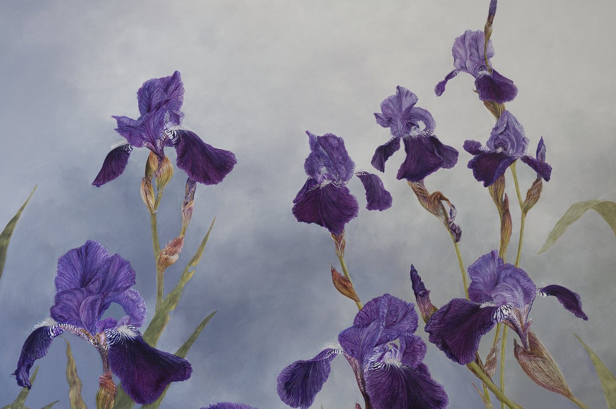 Iris hybrida (detail), 2015 (akryl na dřevě s gesso) od Odile Kidd
