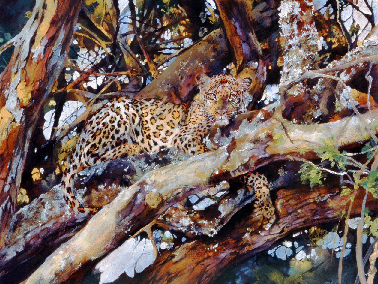 Keňský leopard od Odile Kidd