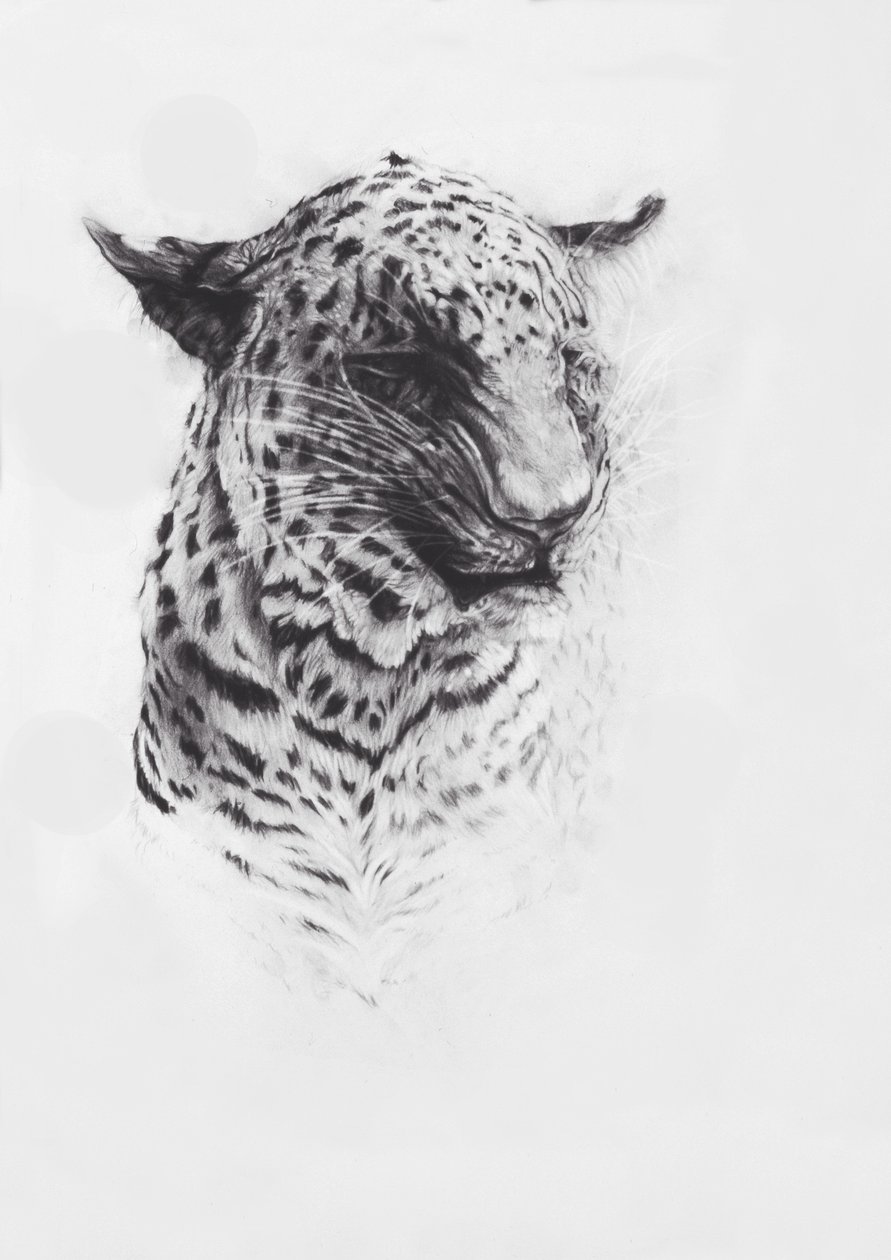 Leopard 2, 2004 (conte na papíře Fabriano) od Odile Kidd
