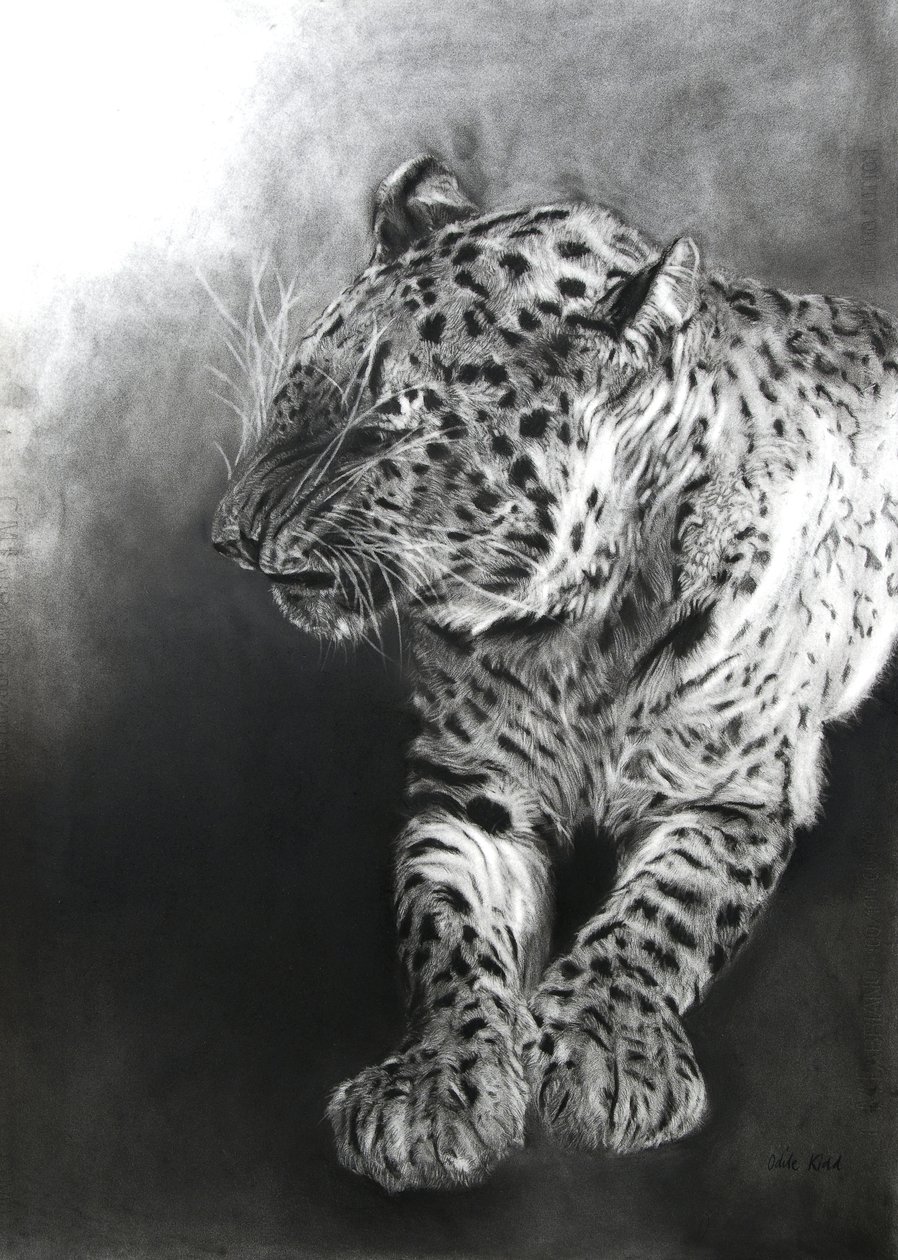 Panthera pardus 2, 2009 (uhel a kontura na papíře Fabriano) od Odile Kidd