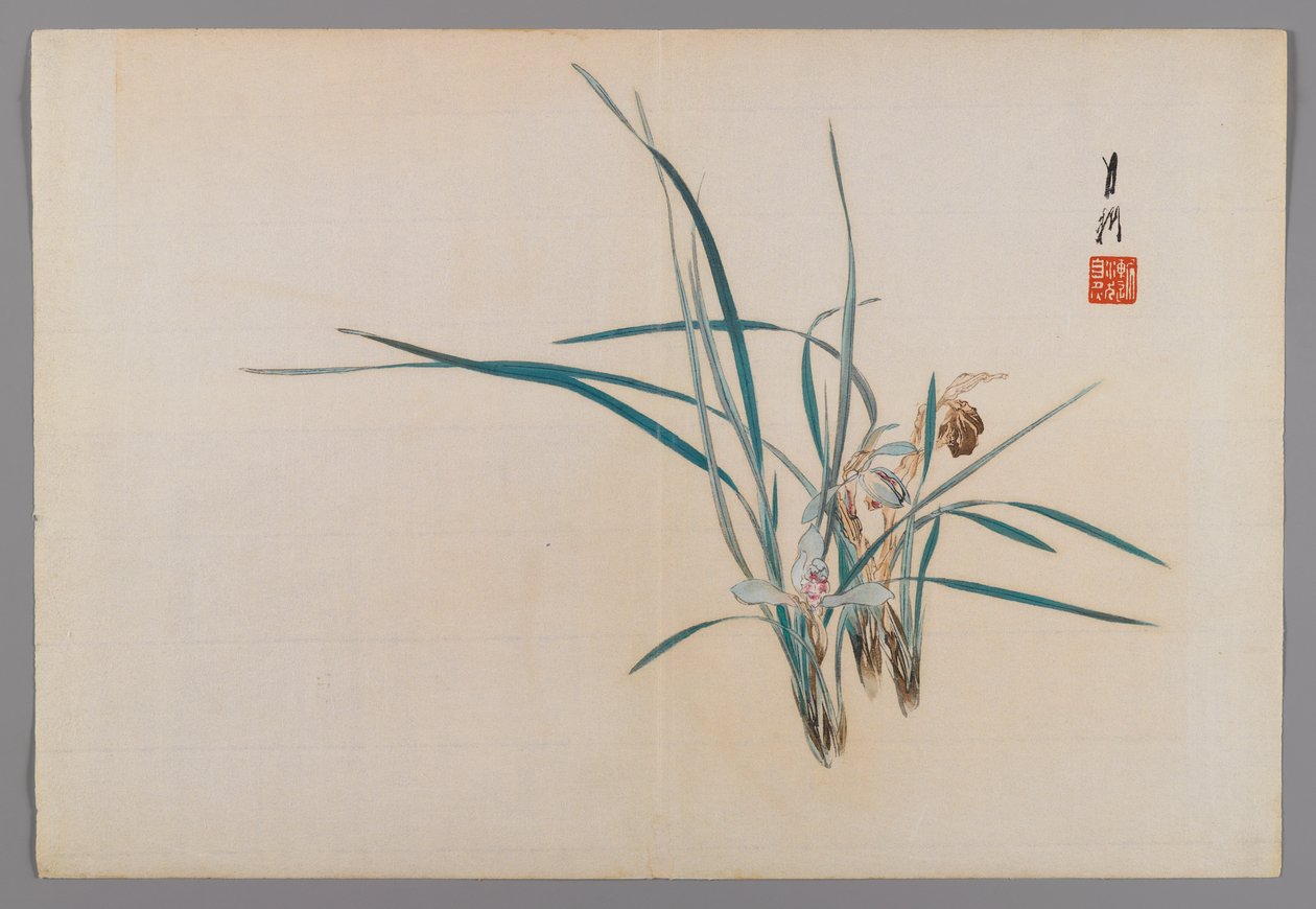 Orchideje, stránka alba z knihy Bird and Flower (Kacho), cca 1890-1900 (barevný tisk dřevěných bloků se stříbrným pigmentem) od Ogata Gekko