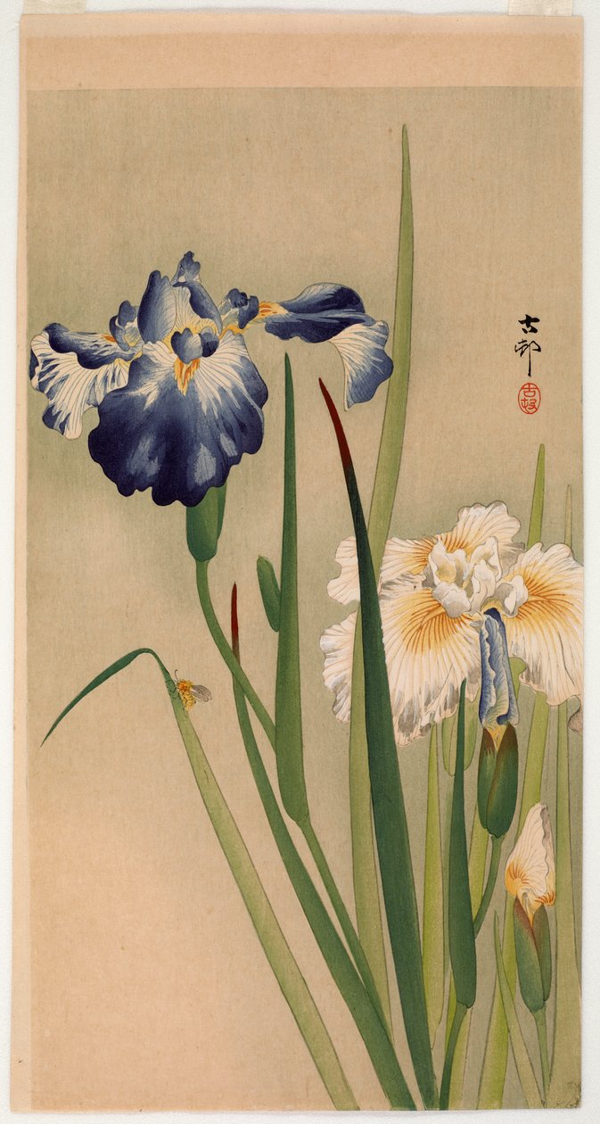 Malý hmyz na kvetoucích kosatcích (barevný dřevotisk) od Ohara Koson