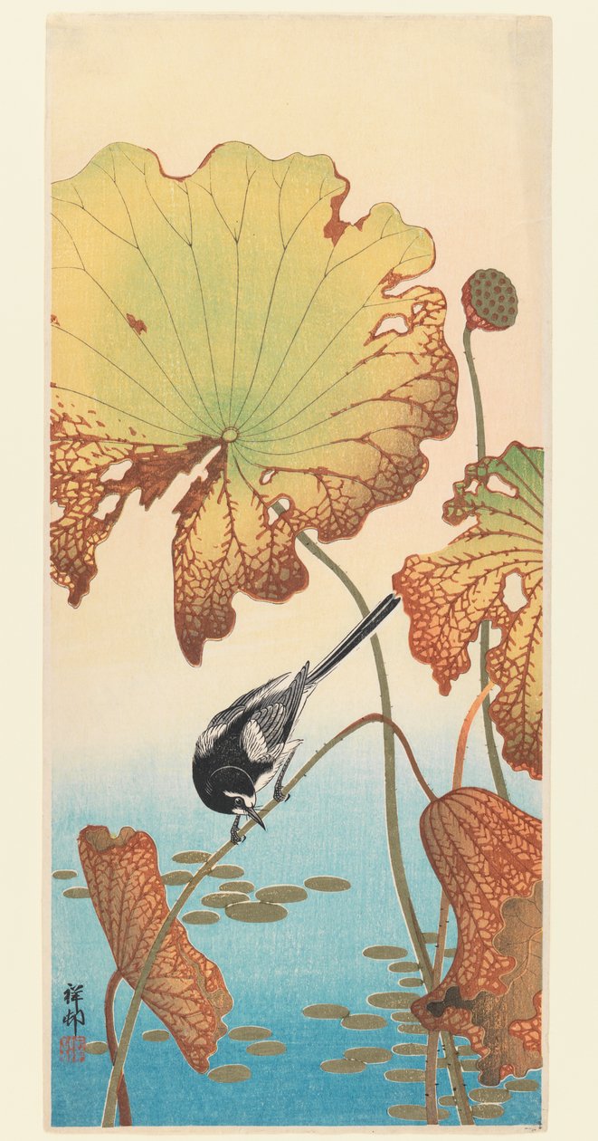 Konipas a lotos, kolem roku 1915 (dřevořez) od Ohara Koson
