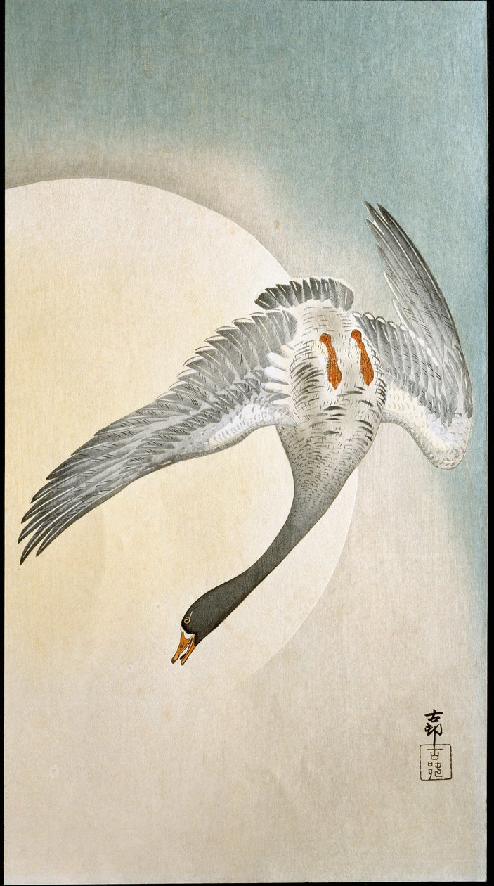 Let kachny v měsíčním světle Xylografie a japonský tisk Ohara Koson (1877-1945) 1908 Soukromá sbírka DR od Ohara Koson