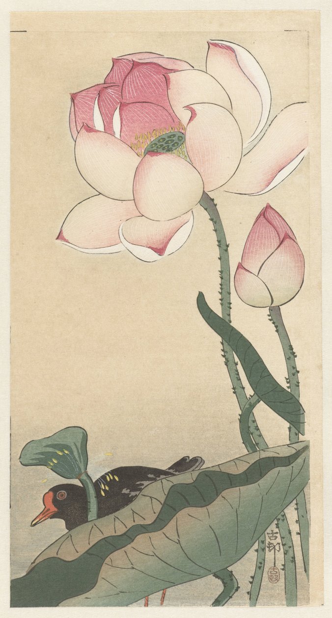 Gallinule s lotosovými květy od Ohara Koson