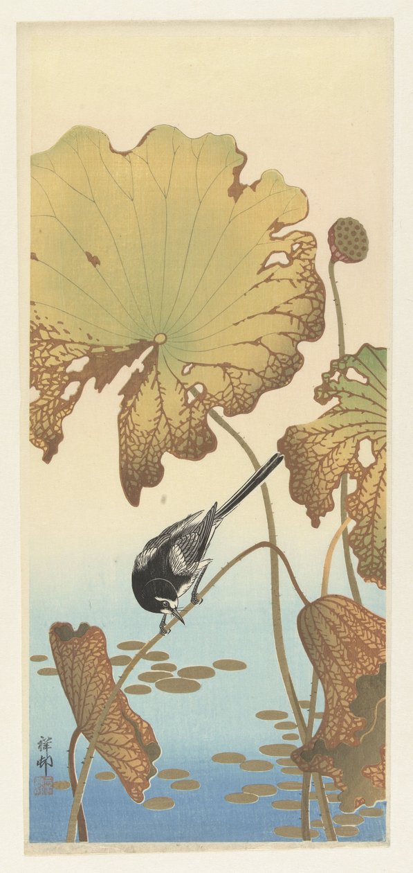 Konipas japonský na rostlině lotosu od Ohara Koson