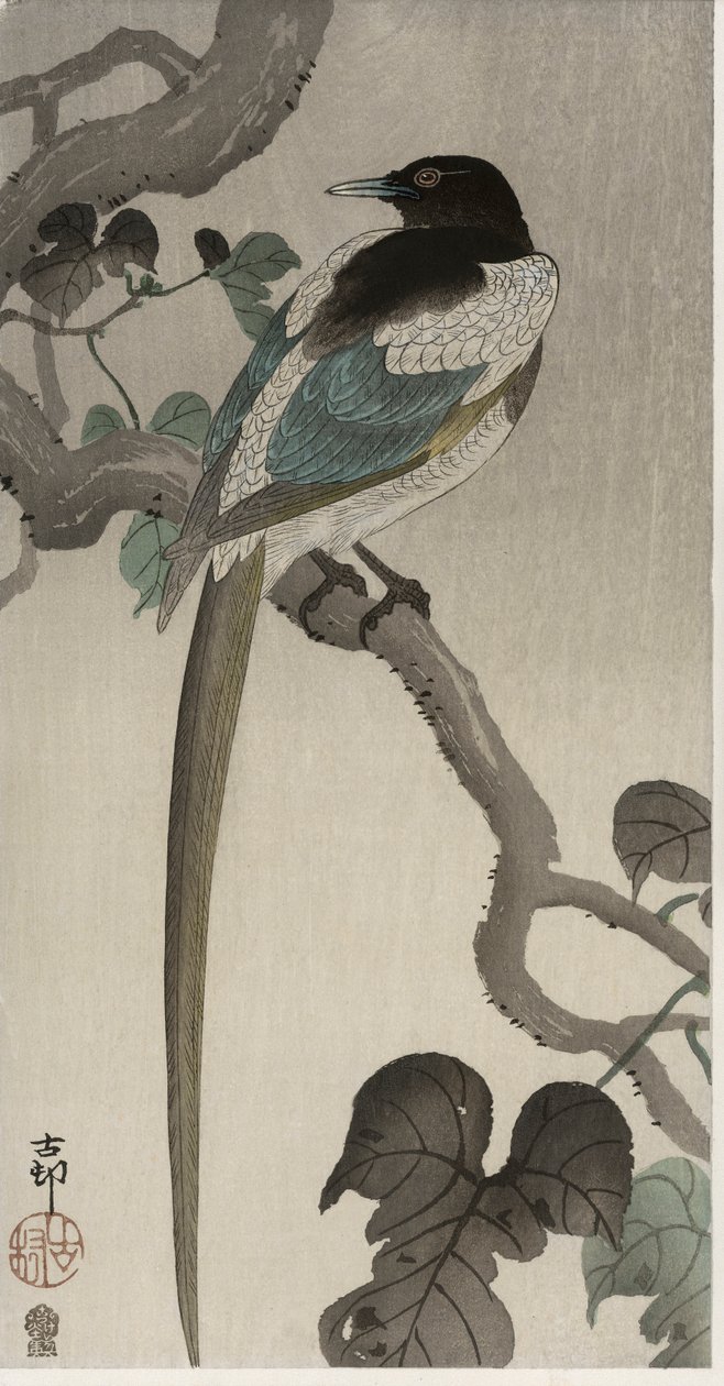 Straka na větvi Pauwolna (barevný dřevořez) od Ohara Koson