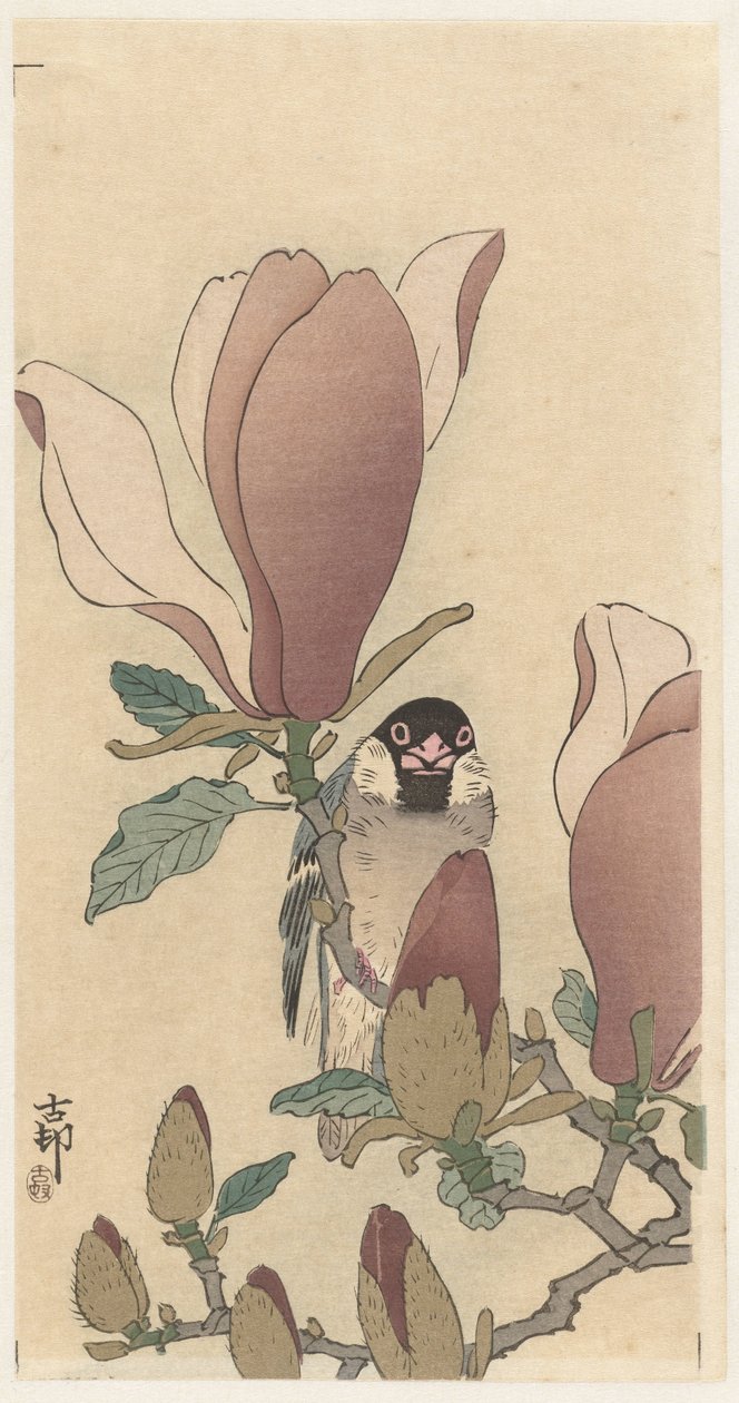 Vrabec na kvetoucí větev magnólie od Ohara Koson