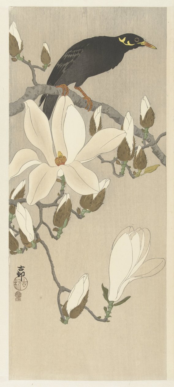 Myna na větvi Magnolia od Ohara Koson