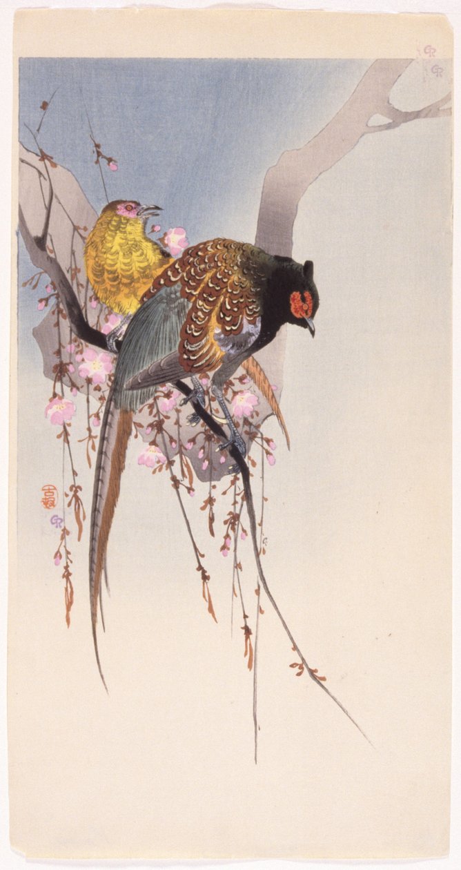 Bažanti a visící třešeň (barevný dřevořez) od Ohara Koson