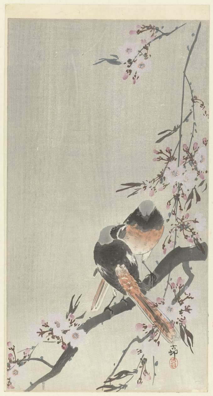 Dva siegel redstarts s třešňovým květem od Ohara Koson