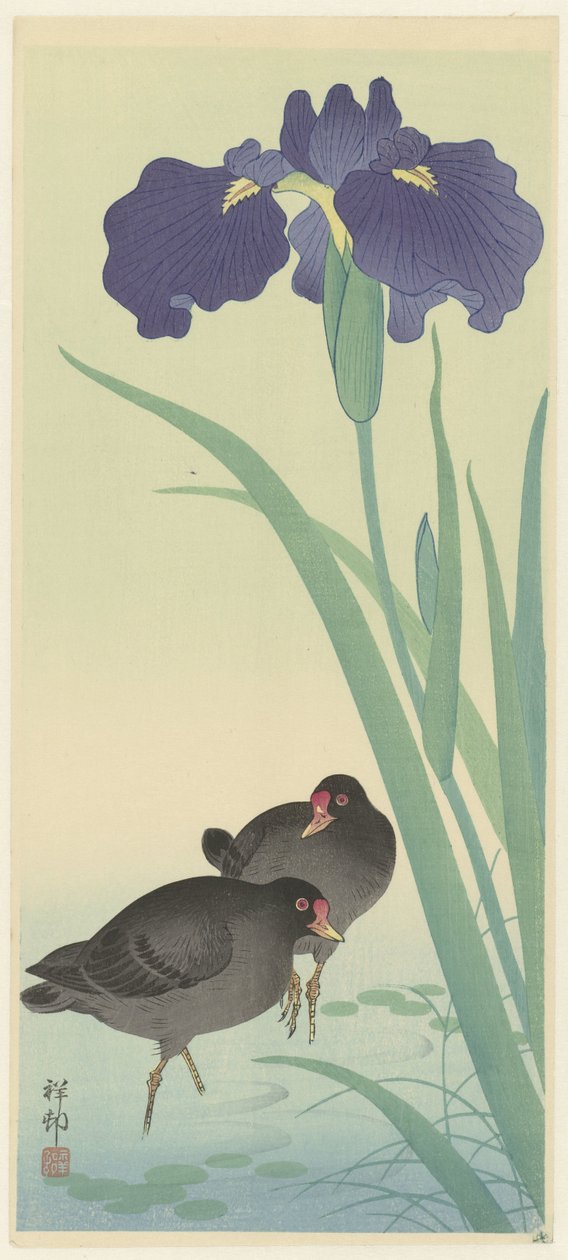 Moorhens a kosatec. od Ohara Koson