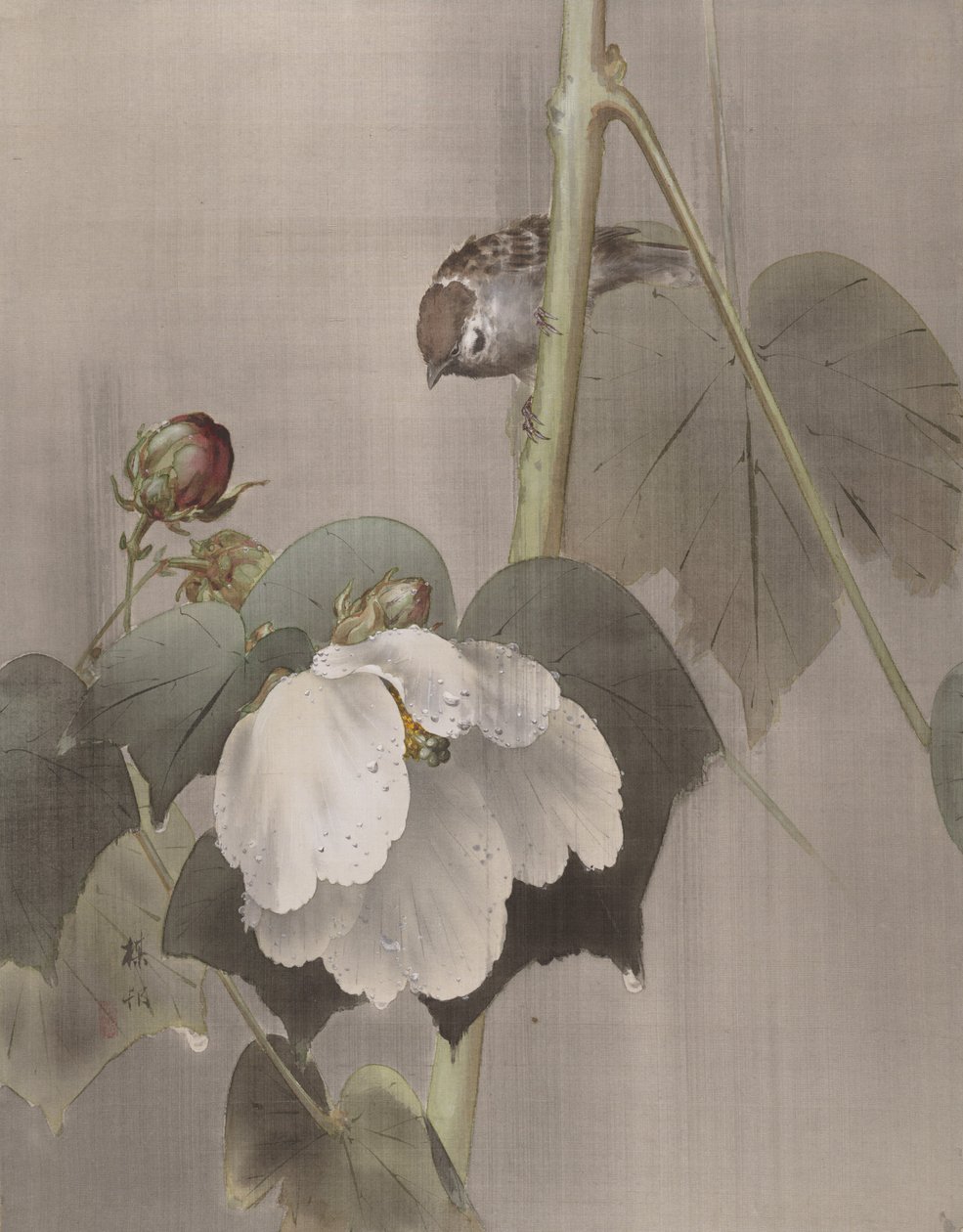 Cotton Rose Mallows in the Rain, ca. 1891-92. od Okada Baison