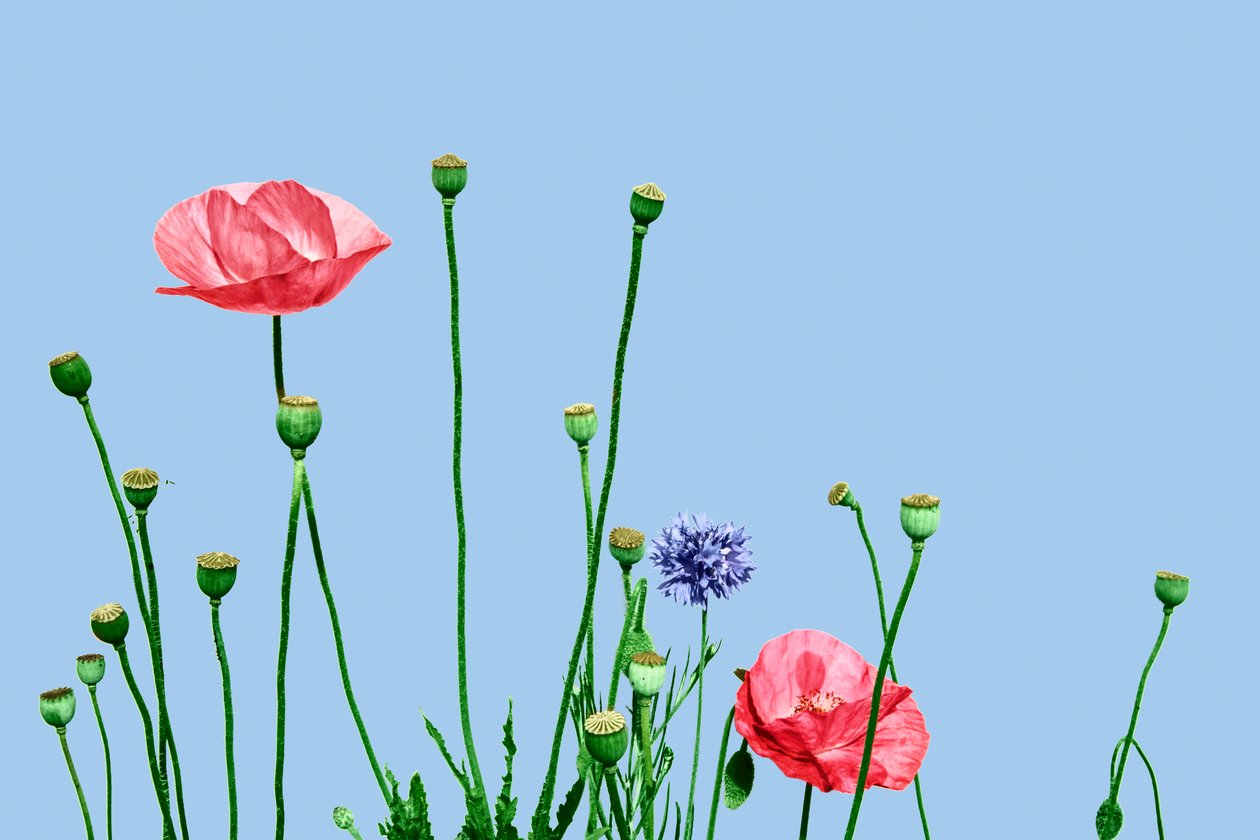 Papaveri rosa, 2019 (digitální kombinovaná technika) od Olivia Gozzano