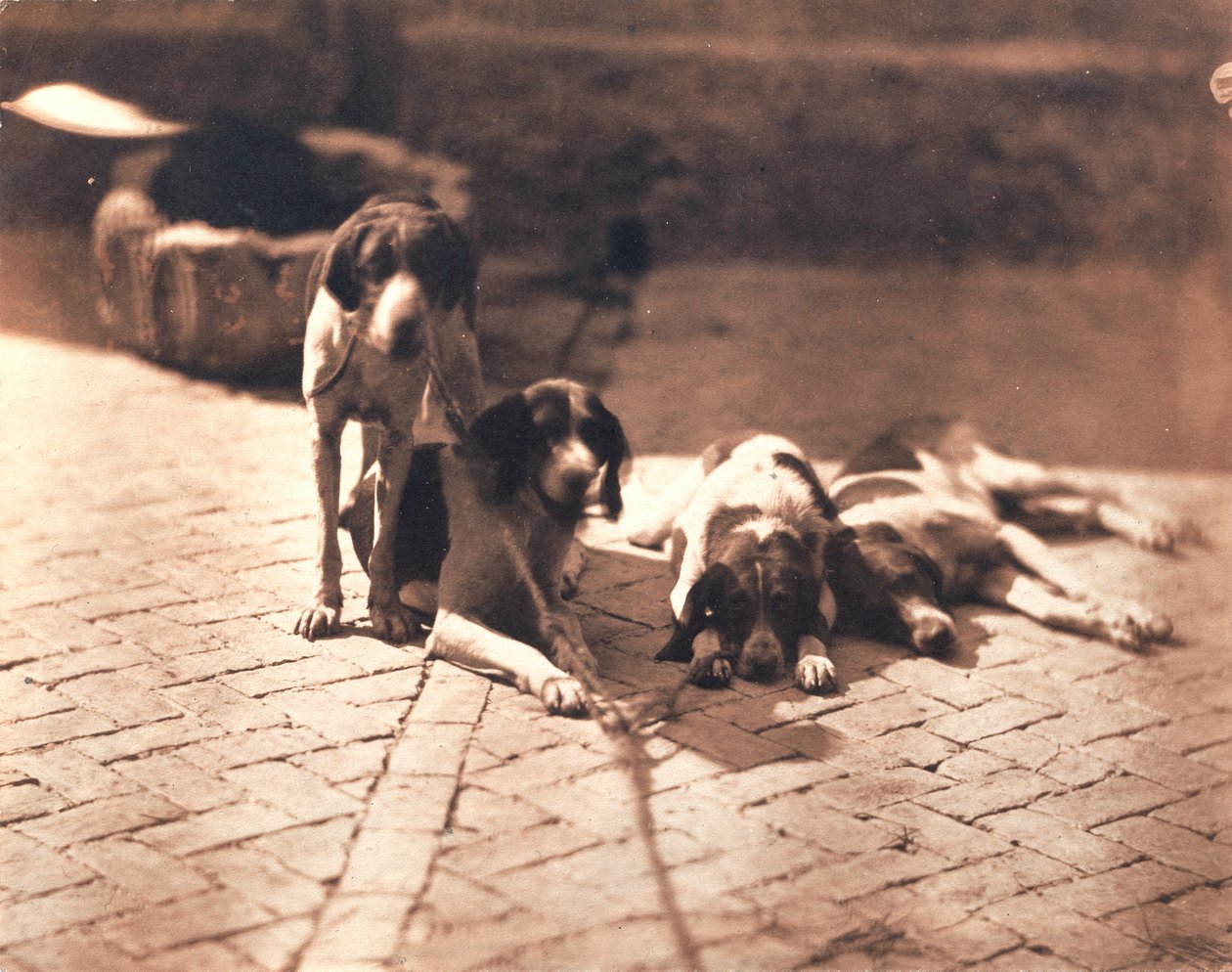 Lovecké psy, asi 1853 (solný tisk) od Olympe Aguado