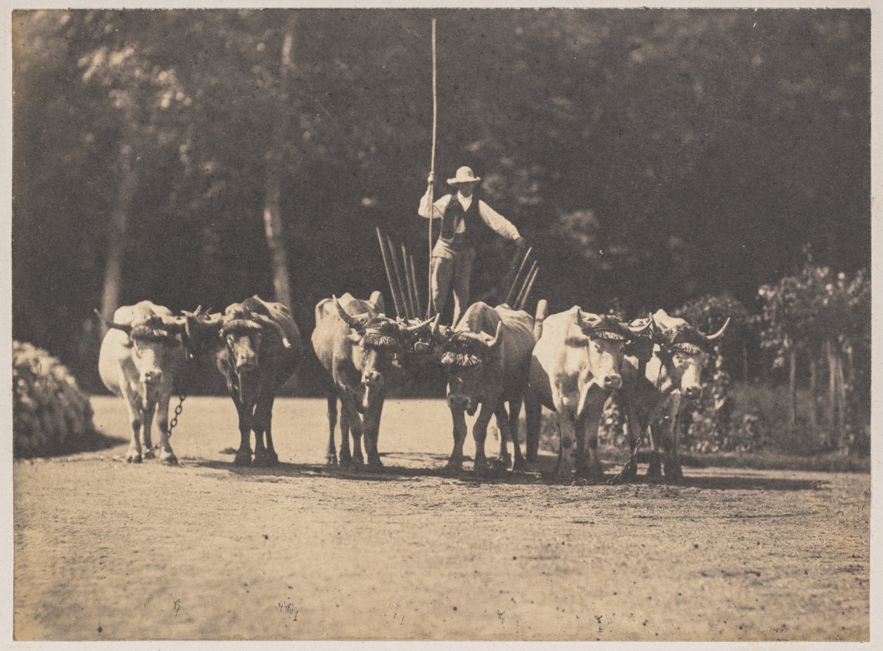 Six Oxen Team se svým řidičem, c. 1853. od Olympe Aguado
