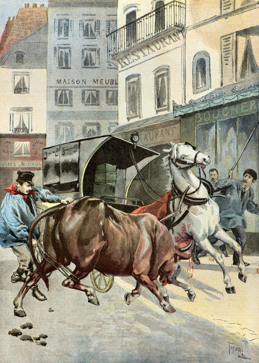 útěk býka od svého strážce,1895 (Ilustrace) od Oswaldo Tofani