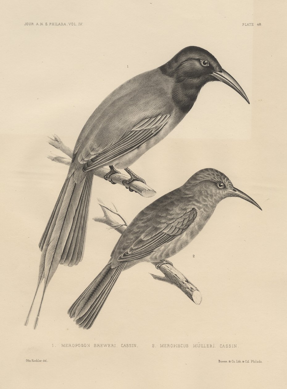 1. Meropogan Breweri a 2. Meropiscus Mulleri, litho od J.T. Bowen, 1850 litho od Otto Koehler